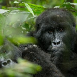 CTPH-Rushegura-gorillas-WhoWeAre-web