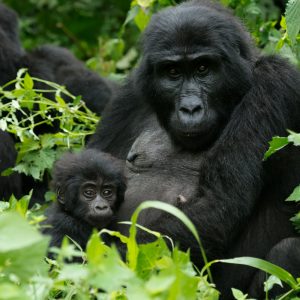 CTPH-gorilla-and-baby-Rushegura