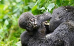 A playful baby gorilla interacts with an older family member. | Credit: © 2023 by Giannella M. Garrett